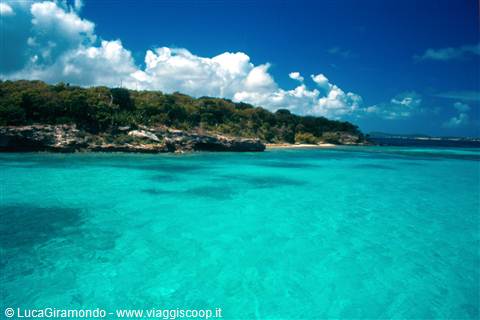 Bird Island