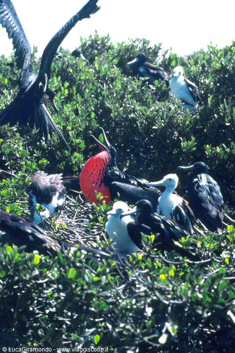 Nature Reserve of the Frigate Bird