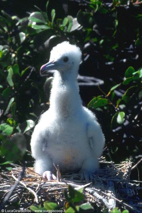 Nature Reserve of the Frigate Bird