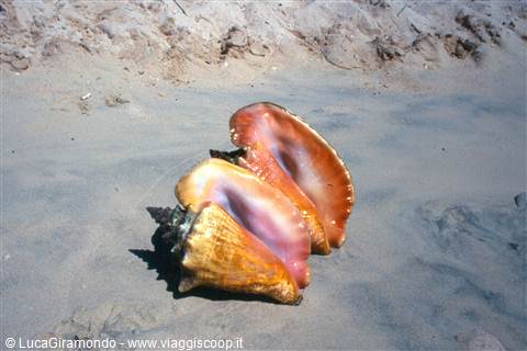 Strombi giganti a Spanish Point