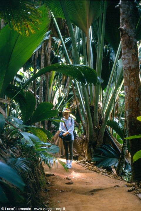 Vallée de Mai