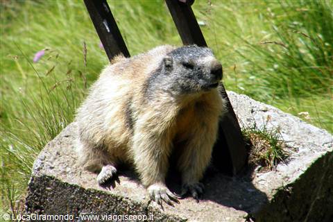 Marmotta sul Grossglockner