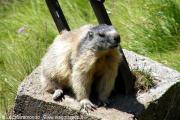 Marmotta sul Grossglockner