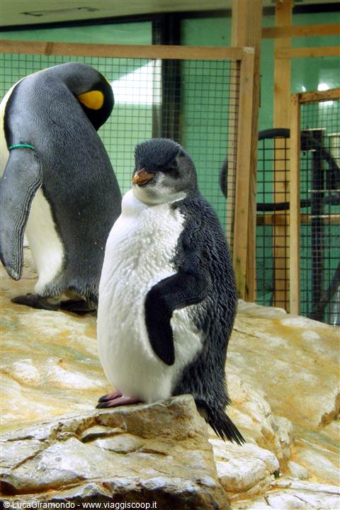 Zoo di Vienna 