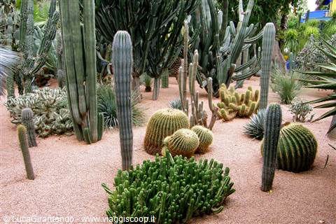 Marrakech - Giardini Majorelle