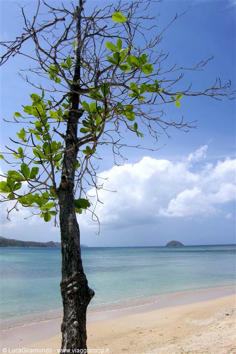 Anse des Raisiniers