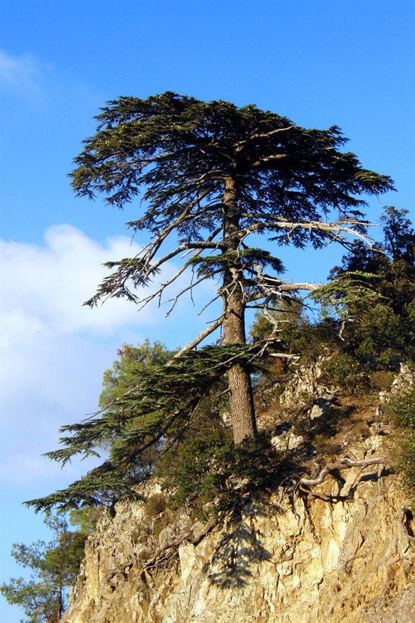 Monti Troodos - Cedar Forest