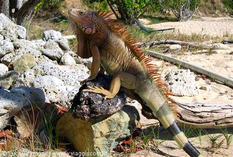 Iguana a Morningstar Bay