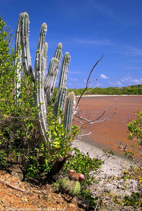 Salt Pond
