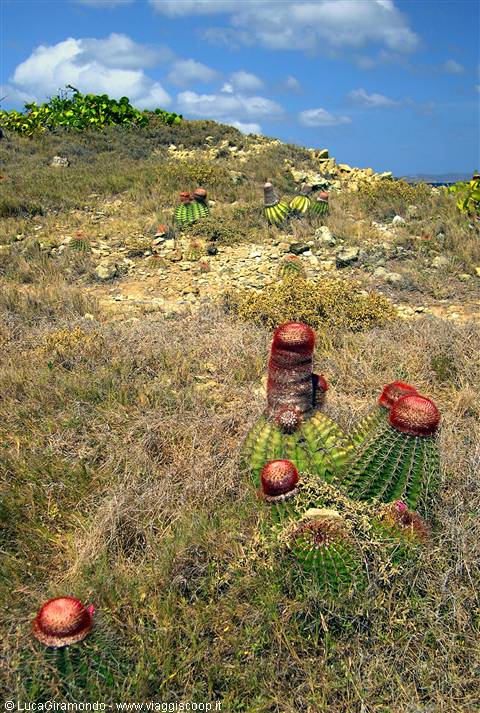 Drunk Bay: alcuni Cactus Intortus