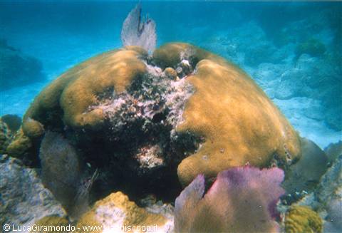 Il fondale di Trunk Bay