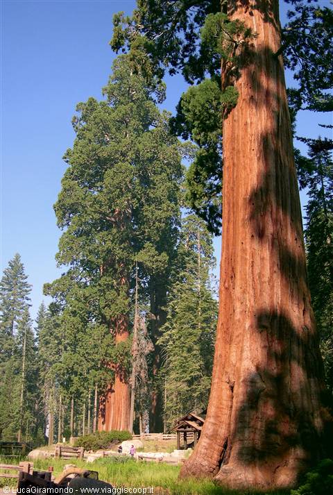 Sequoia National Park