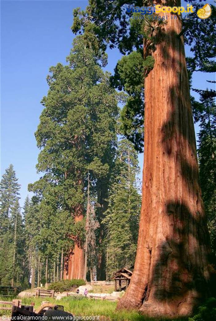 Sequoia National Park