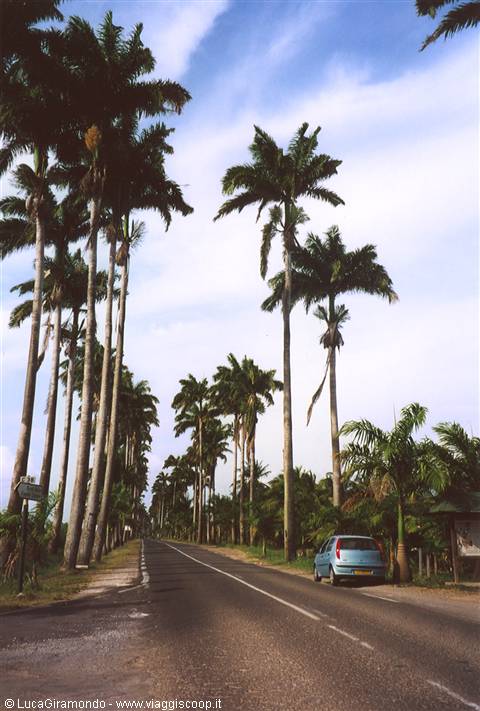 Allée Dumanoir