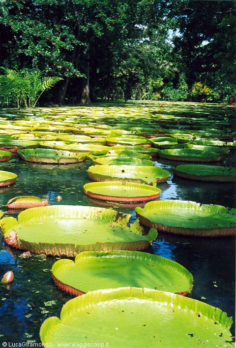 Giardini di Pamplemousses