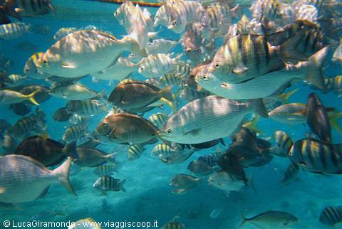 Isla Mujeres