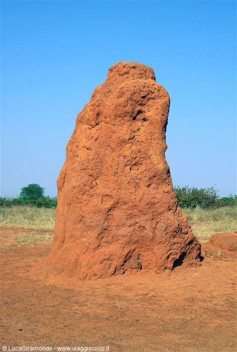 Saly - Termitaio