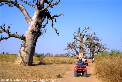 Saly - Baobab