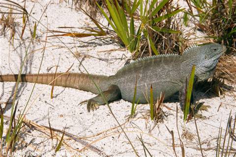 Iguana a Little Water Cay