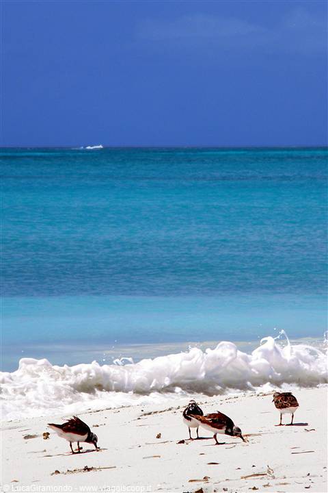 Grace Bay