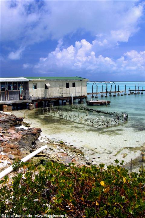 Conch Farm