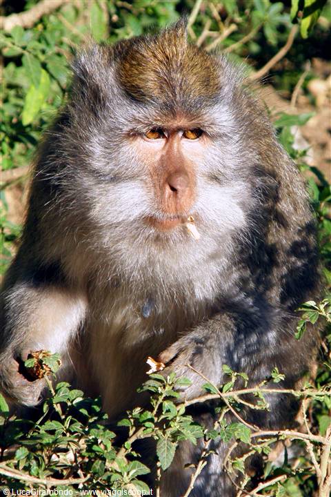 Macaco al Lago Buyan