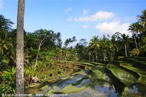 Risaie di Tampaksiring
