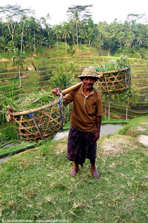Risaie di Tampaksiring