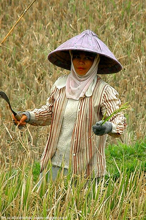 Risaie a Pejeng