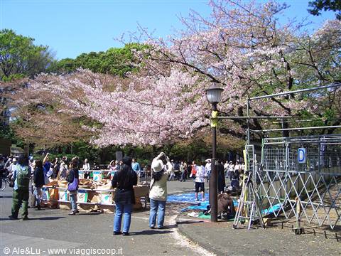 Ciliegi a Ueno Park - Tokyo