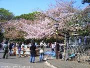 Ciliegi a Ueno Park - Tokyo