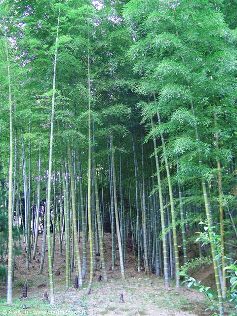 meravigliosa foresta di bambu