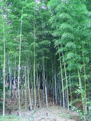 meravigliosa foresta di bambu