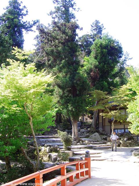 iwaso ryokan...che vegetazione!!