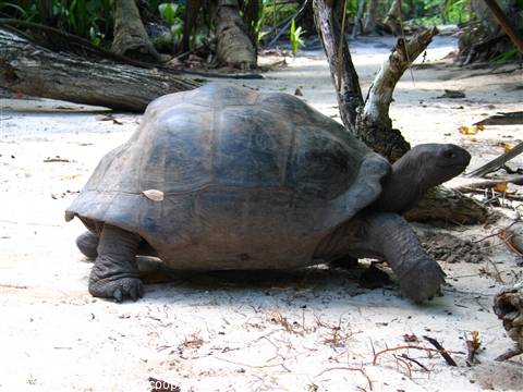 GIANT TURTLE (Curieuse)