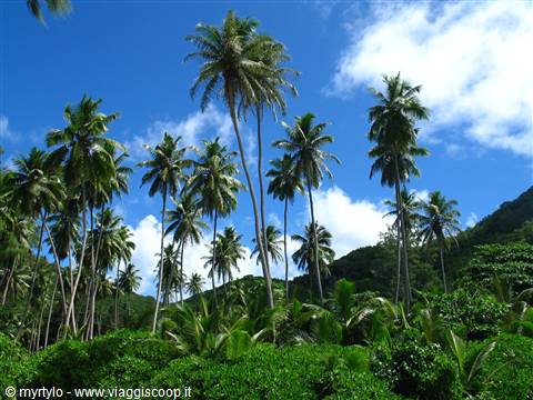 PALM'S FESTIVAL 