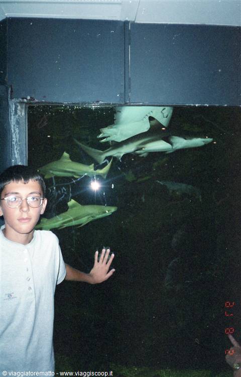 Grena - acquario