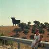 Marbella - toro in lontananza SPAGNA 