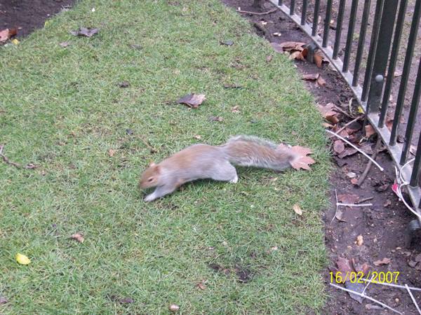 Londra - Regent Park