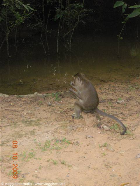 Siem Reap - scimmietta