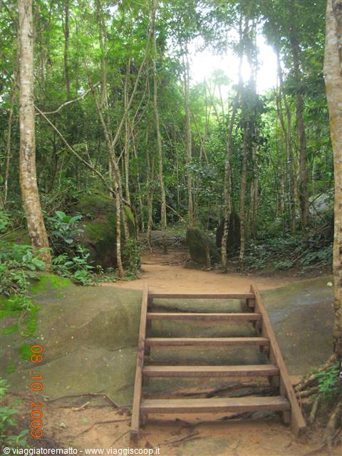 Siem Reap - foresta