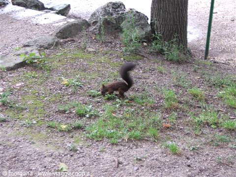 Scoiattolo nei giardini di Schonbrunn