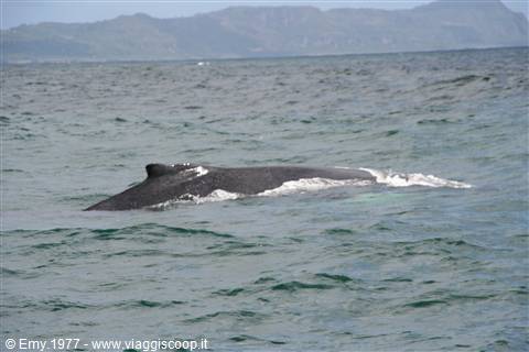 Balene a Samanà