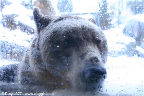 Orso triste allo Zoo Alpino