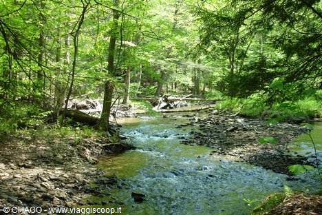 ALLEGHENY NATL FOREST