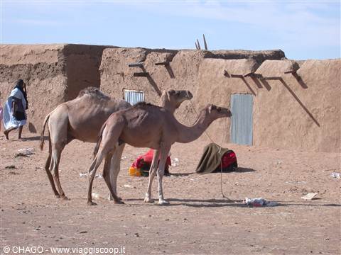 CAMEL BY CAMEL