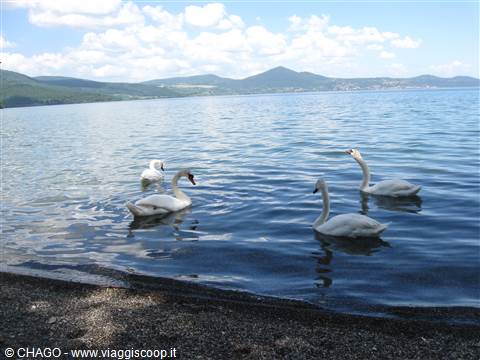 il lago dei cigni
