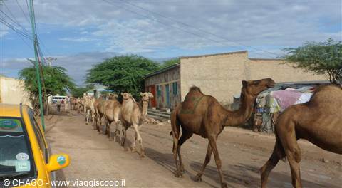 camel