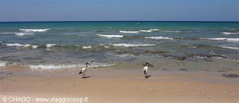 ibis on the beach