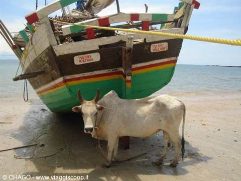 zebu a la plage
